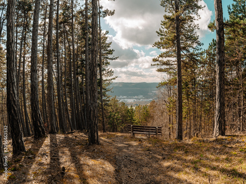 Woodland Viewpoint With Bench and Valley