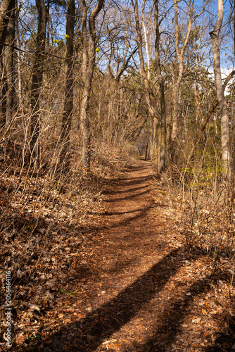Narrow Forest Trail in Early Spring