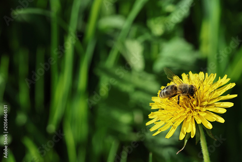 Foto Close-up shot of a hard-working honey bee gathering pollen on a bright yellow dandelion flower