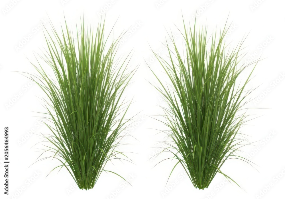 Fototapeta premium Green ornamental grass clumps with long thin leaves