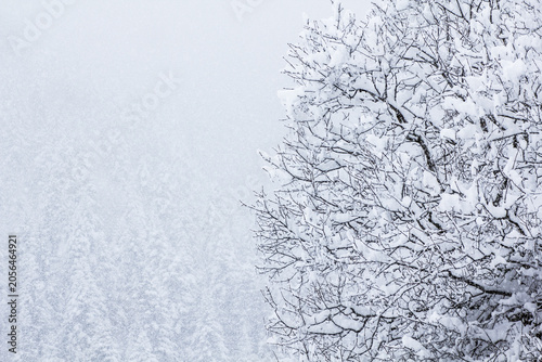 Photography Fitta nevicata