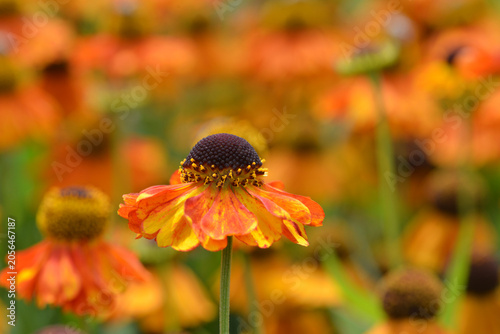 Fotografie Sonnenbraut, Helenium, Sahin`s Early Flowerer,  Einzelblüte, Blütendetail
