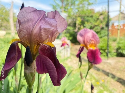 Foto Beautiful iris flowers in garden on sunny day, selective focus