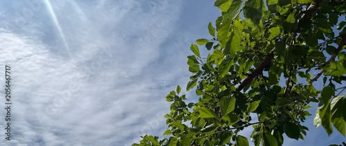 Panel kuchenny z motywem Mulberry tree with green leaves and ripening berries against blue sky, banner design