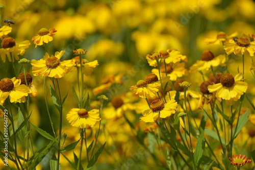 Fotografie Sonnenbraut, Purpur-Sonnenbraut, Helenium flexuosum,  blühende Einzelpflanzen in