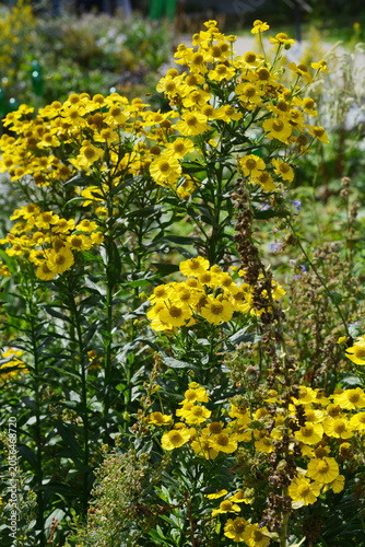 Принти на полотні Sonnenbraut, Gewöhnliche Sonnenbraut,  Helenium autumnale, blühende Einzelpflanz