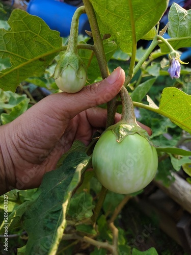A celebration of raw nature and organic growth. This fine art photograph captures a hand gently cradling a crisp Thai eggplant (Solanum melongena) on the vine, showcasing its beautiful green gradients