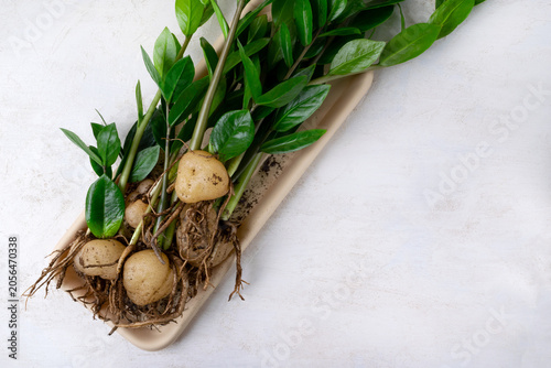 Root system of indoor plant Zamioculcas Zamiifolia or dollar tree on white table. Preparation for plant transplantation, treatment of root rot, propagation by tubers. Copy space