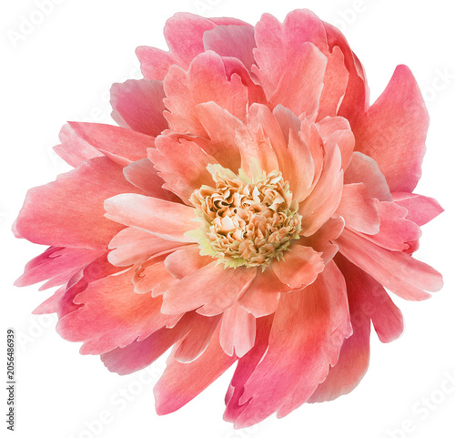 Peony flower  on  isolated background with clipping path. Closeup. For design. Nature.  Transparent background	