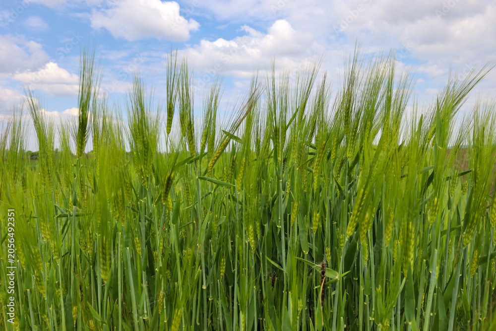 Fototapeta premium Young green barley ears stretch upward against a picturesque summer sky. Bright sun rays illuminate the juicy stalks of the cereal crop, emphasizing their natural texture. 