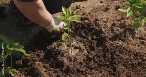 Close-up of a gardener's hands in gloves carefully planting a young green pepper seedling into fertile soil, cultivating vegetables for a sustainable and organic harvest in a home garden