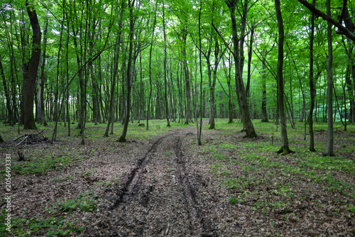 Canvastavla ​A dirt forest road with tire tracks leads deep into a dense green forest