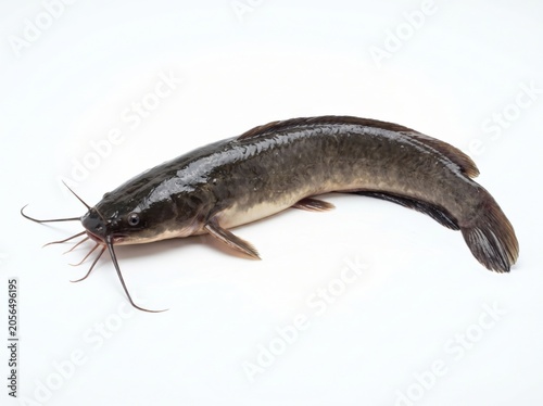 Indian Magur Fish Freshwater Catfish on White Background