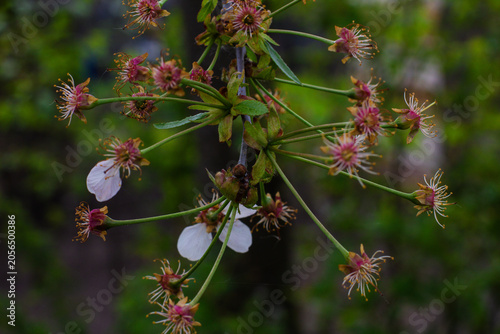 Foto Cherry tree branch displaying the lifecycle and seasonal transition as delicate