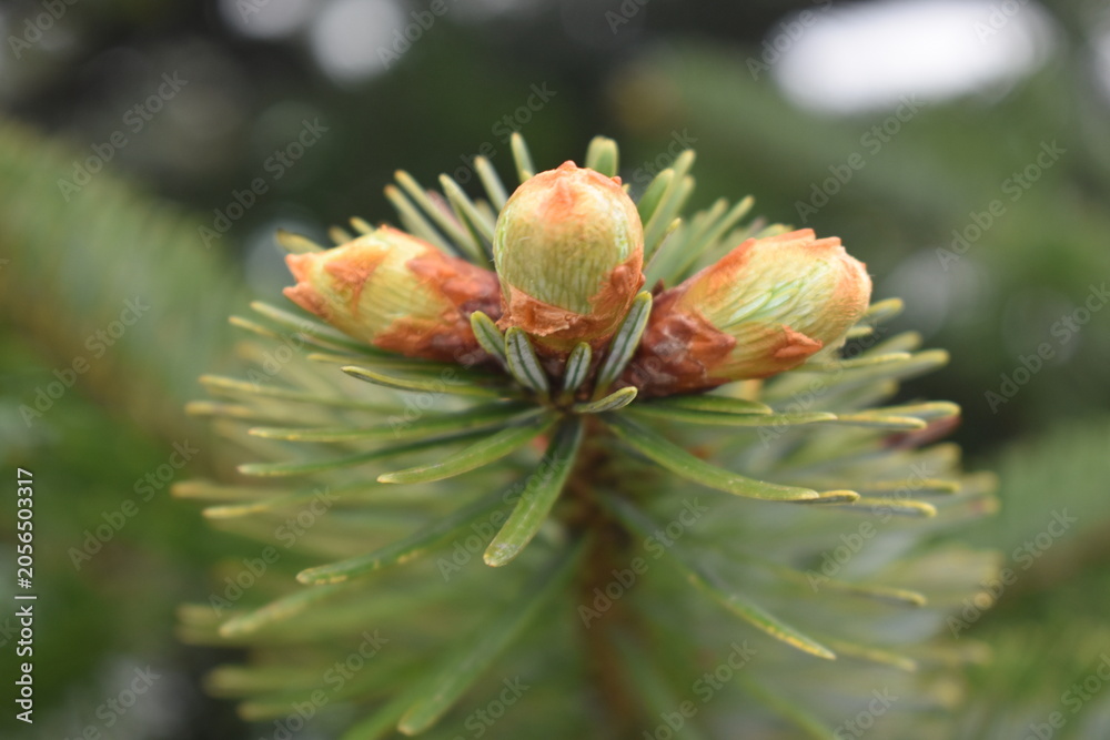 Fototapeta premium Budding of a Pine Cone