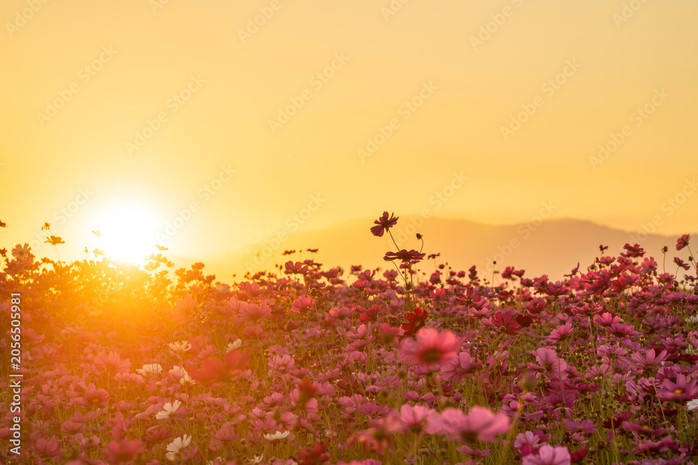 Obraz premium Pink cosmos flower field glowing in warm sunset light