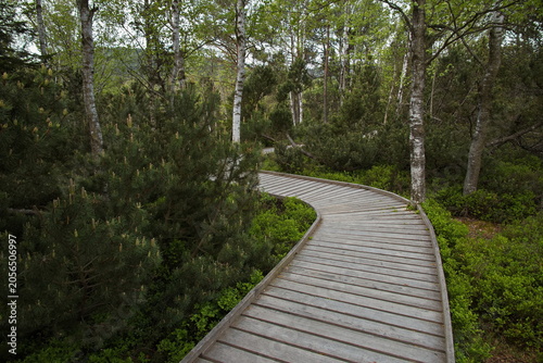 Hiking track to Chalupska slat at Svinna Lada in Bohemian Forest,South Bohemian Region,Czech republic,Europe
