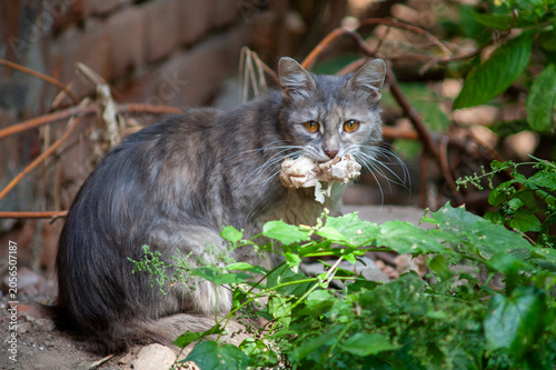 Konstfotografi A long-haired gray stray cat sits outdoors among green foliage, holding and nibb