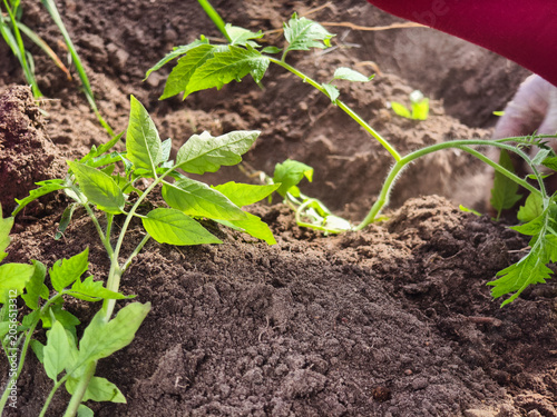 Принти на полотні Woman planting green tomato seedlings into rich garden soil, hands nurturing new