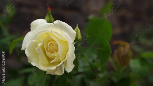 White rose flower with water droplets in garden. Macro floral photography with blurred background. Flower cultivation, gardening and romance concept. Design for greeting card, postcard, banner, poster