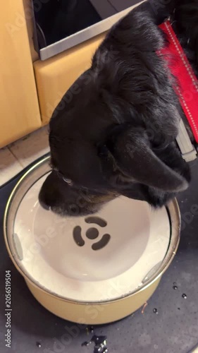 Overhead view of a black dog wearing a red collar while drinking water from a bowl in a kitchen. Domestic pet hydration, animal care and everyday home life concept.