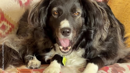 Horizontal 4K close-up of a fluffy black and white mixed-breed dog resting on a sofa and chewing on a treat inside a house in Spain. Commercial use.