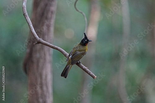 Konstfotografi The yellow-headed bulbul lives naturally in the forest.