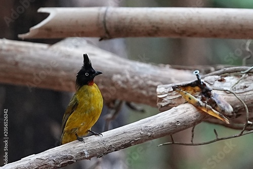 Bild auf Leinwand The yellow-headed bulbul lives naturally in the forest.