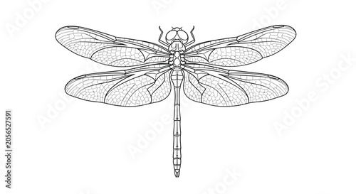 Photography Dragonfly line art illustration detailed insect anatomy study