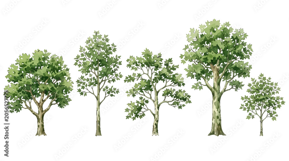 Obraz premium Collection of diverse mature and young trees illustrating different growth stages and foliage density in a natural setting