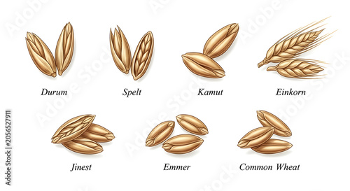Variety of wheat grains and ears on display for comparison purposes