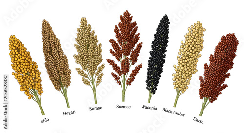 A vibrant display of various grain types arranged in a row on a clean surface.