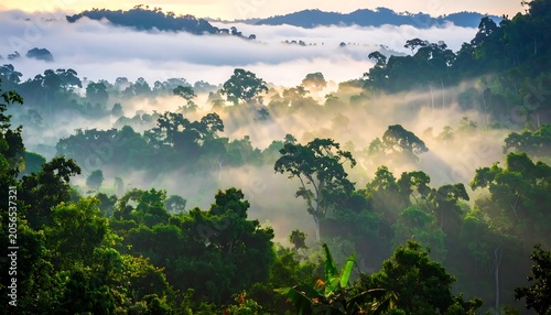 Misty Tropical Rainforest Canopy Glowing at Sunrise in Mountain Valley