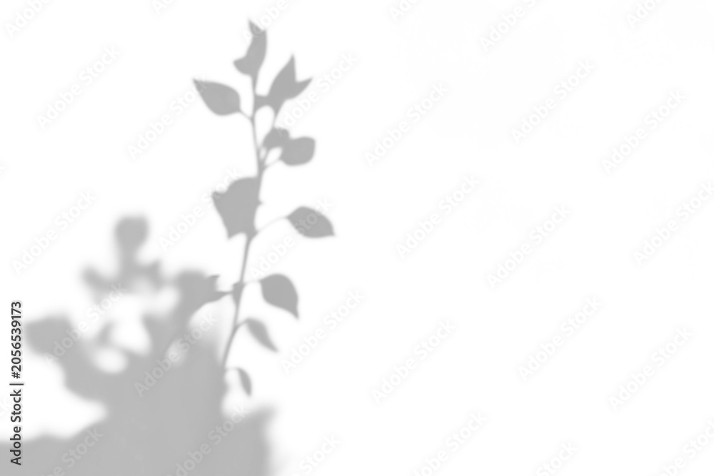 Fototapeta premium branch of a tree with leaves shadow,shadow overlay effect of natural tree leaves shadow and window shadow over on white wall,abstract summer sunlight shadow on transparent background,branch shadow