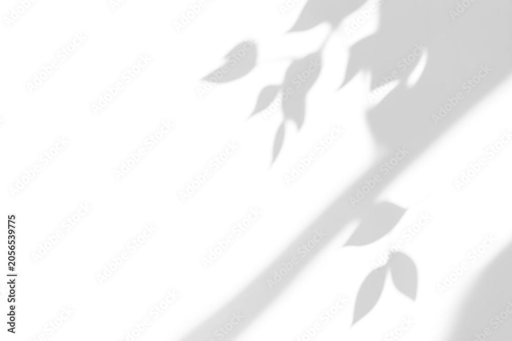 Obraz premium branch of a tree with leaves shadow,shadow overlay effect of natural tree leaves shadow and window shadow over on white wall,abstract summer sunlight shadow on transparent background,branch shadow