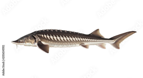 Large sturgeon fish swimming through deep river water showcasing unique bone plates and sharp fins in a natural display of prehistoric aquatic life forms found within freshwater habitats