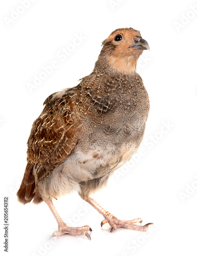 Canvas Print Grey partridge in studio