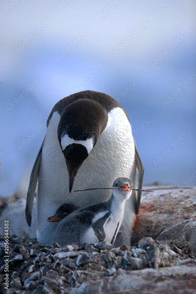 Fototapeta premium Gentoo penguin with chick holding stick on South Georgia Island