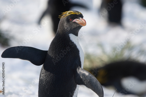 Fotografija Macaroni penguin on South Georgia Island