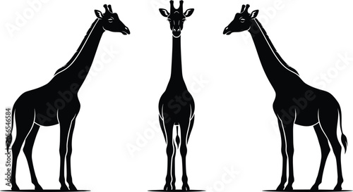 Photography Set of black giraffe silhouettes showing profile side and front views isolated o