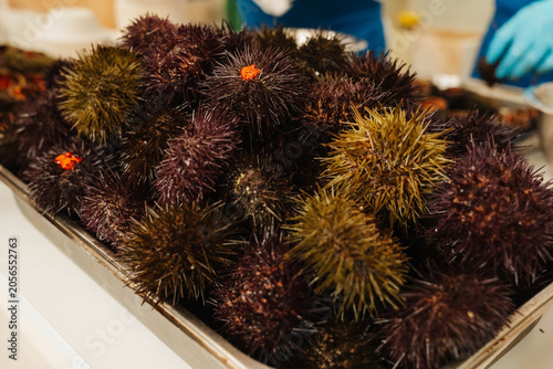 Quadro su tela Fresh sea urchins at the seafood market