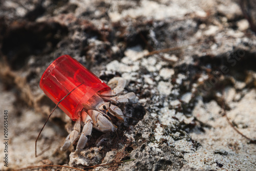 Foto Hermit Crab Using Plastic Bottle Cap as a Shell, Zanzibar, Tanzania