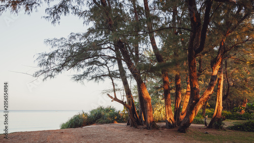 Foto Golden Morning Glow: Sunrise Coastal Pine Trees on Phuket Beach