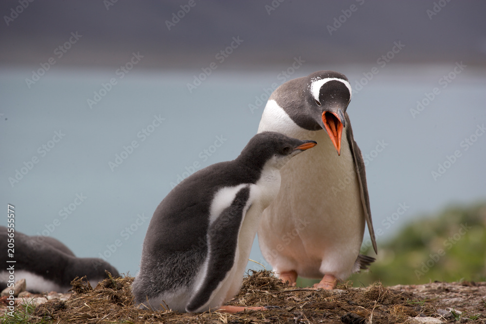 Fototapeta premium Adult and chick gentoo penguins on South Georgia Island