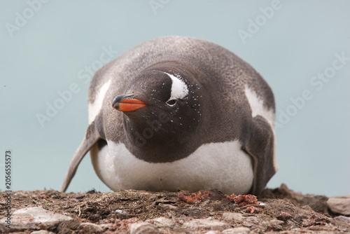 Slika na platnu Gentoo penguin resting on South Georgia Island