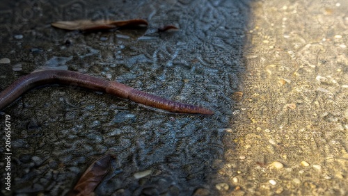Fotografi Earthworm moving across wet pavement after rain, close-up view.
