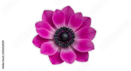 Vibrant Pink Flower Bloom Isolated on Light Gray Background
