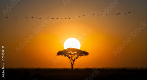 Silhouette of tree with full moon in orange twilight sky orange sky