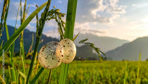 Speckled Translucent Eggs Hanging on Green Rice Stalk in Mountain Field
