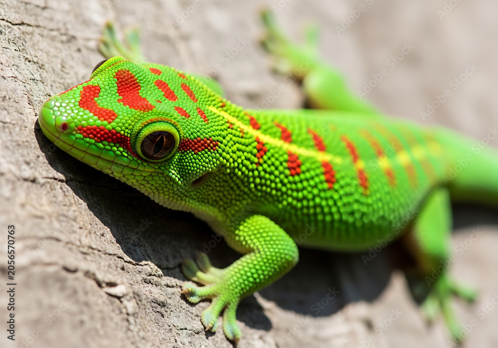 Fototapeta premium Vibrant green day gecko with striking red spots rests peacefully upon a textured brown wooden surface